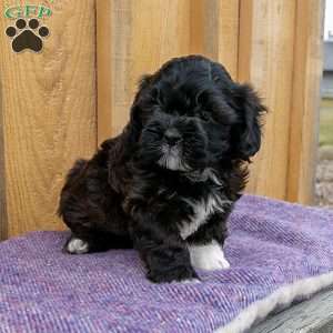 Audrey, Shih-Poo Puppy